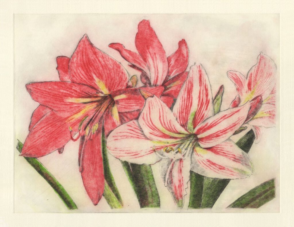 学ぶ花：アマリリス (drypoint etching by Yaemi Shigyo)