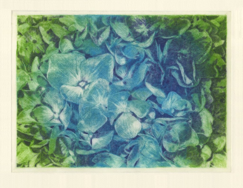 想う花：紫陽花 (drypoint etching by Yaemi Shigyo)